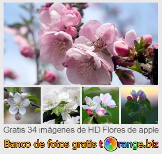 Banco de imagen tOrange ofrece fotos gratis de la sección:  flores-de-apple