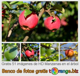 Banco de imagen tOrange ofrece fotos gratis de la sección:  manzanas-en-el-árbol