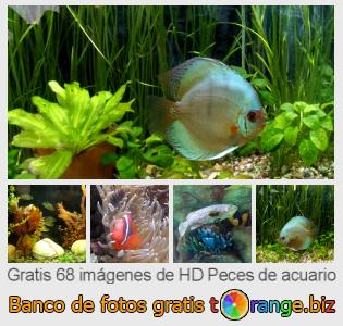 Banco de imagen tOrange ofrece fotos gratis de la sección:  peces-de-acuario