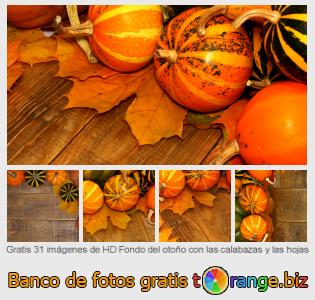 Banco de imagen tOrange ofrece fotos gratis de la sección:  fondo-del-otoño-con-las-calabazas-y-las-hojas