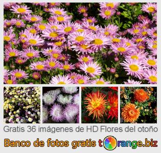 Banco de imagen tOrange ofrece fotos gratis de la sección:  flores-del-otoño