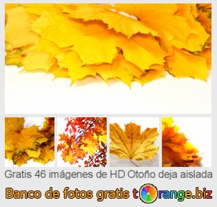 Banco de imagen tOrange ofrece fotos gratis de la sección:  otoño-deja-aislada