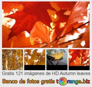 Banco de imagen tOrange ofrece fotos gratis de la sección:  hojas-de-otoño