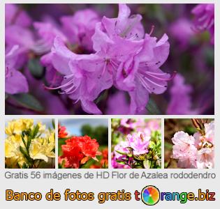 Banco de imagen tOrange ofrece fotos gratis de la sección:  flor-de-azalea-rododendro