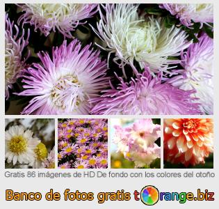 Banco de imagen tOrange ofrece fotos gratis de la sección:  de-fondo-con-los-colores-del-otoño