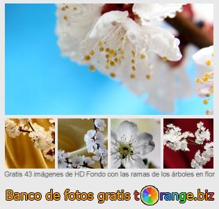Banco de imagen tOrange ofrece fotos gratis de la sección:  fondo-con-las-ramas-de-los-árboles-en-flor