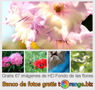 Banco de imagen tOrange ofrece fotos gratis de la sección:  fondo-de-las-flores