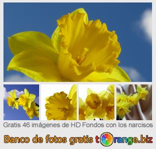 Banco de imagen tOrange ofrece fotos gratis de la sección:  fondos-con-los-narcisos