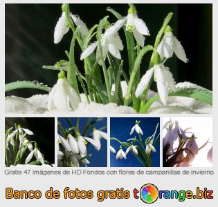 Banco de imagen tOrange ofrece fotos gratis de la sección:  fondos-con-flores-de-campanillas-de-invierno