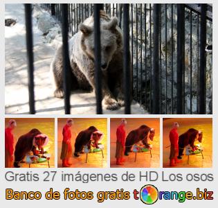 Banco de imagen tOrange ofrece fotos gratis de la sección:  los-osos