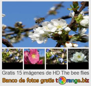 Banco de imagen tOrange ofrece fotos gratis de la sección:  las-moscas-de-abejas