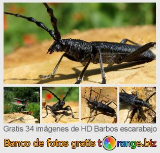 Banco de imagen tOrange ofrece fotos gratis de la sección:  barbos-escarabajo