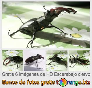 Banco de imagen tOrange ofrece fotos gratis de la sección:  escarabajo-ciervo