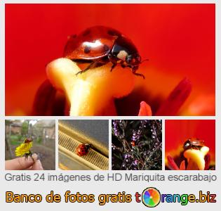 Banco de imagen tOrange ofrece fotos gratis de la sección:  mariquita-escarabajo