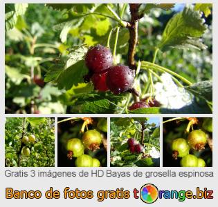Banco de imagen tOrange ofrece fotos gratis de la sección:  bayas-de-grosella-espinosa