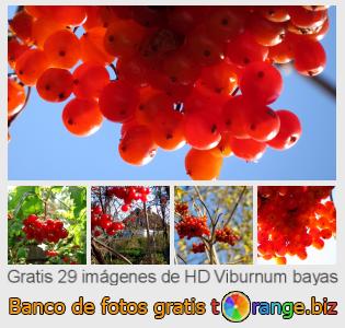 Banco de imagen tOrange ofrece fotos gratis de la sección:  viburnum-bayas