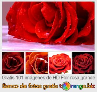 Banco de imagen tOrange ofrece fotos gratis de la sección:  flor-rosa-grande
