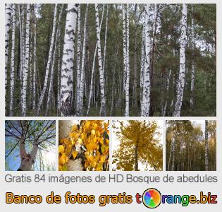 Banco de imagen tOrange ofrece fotos gratis de la sección:  bosque-de-abedules
