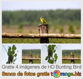 Banco de imagen tOrange ofrece fotos gratis de la sección:  bunting-bird