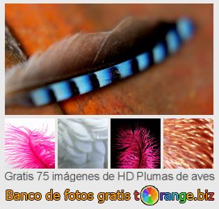 Banco de imagen tOrange ofrece fotos gratis de la sección:  plumas-de-aves