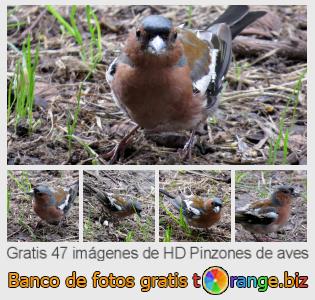Banco de imagen tOrange ofrece fotos gratis de la sección:  pinzones-de-aves