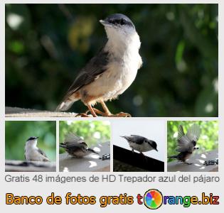 Banco de imagen tOrange ofrece fotos gratis de la sección:  trepador-azul-del-pájaro