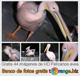 Banco de imagen tOrange ofrece fotos gratis de la sección:  pelícanos-aves