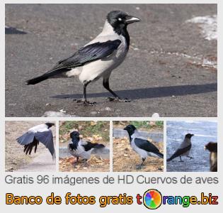Banco de imagen tOrange ofrece fotos gratis de la sección:  cuervos-de-aves