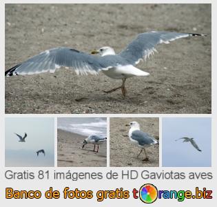 Banco de imagen tOrange ofrece fotos gratis de la sección:  gaviotas-aves