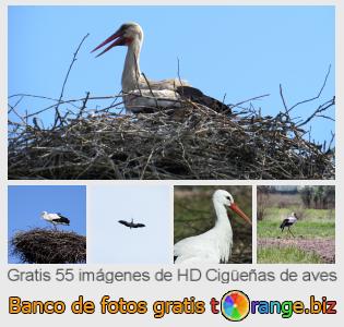 Banco de imagen tOrange ofrece fotos gratis de la sección:  cigüeñas-de-aves
