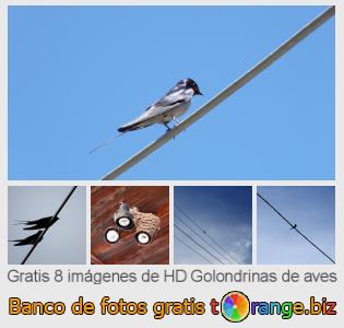 Banco de imagen tOrange ofrece fotos gratis de la sección:  golondrinas-de-aves