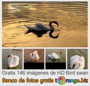 Banco de imagen tOrange ofrece fotos gratis de la sección:  pájaro-del-cisne