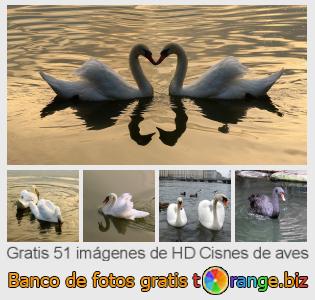 Banco de imagen tOrange ofrece fotos gratis de la sección:  cisnes-de-aves