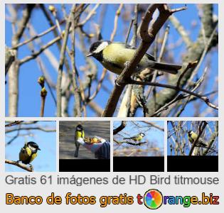 Banco de imagen tOrange ofrece fotos gratis de la sección:  titmouse-pájaro
