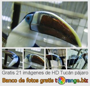 Banco de imagen tOrange ofrece fotos gratis de la sección:  tucán-pájaro