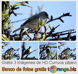 Banco de imagen tOrange ofrece fotos gratis de la sección:  curruca-pájaro