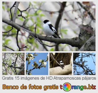 Banco de imagen tOrange ofrece fotos gratis de la sección:  atrapamoscas-pájaros