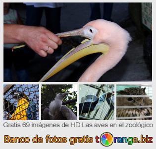 Banco de imagen tOrange ofrece fotos gratis de la sección:  las-aves-en-el-zoológico