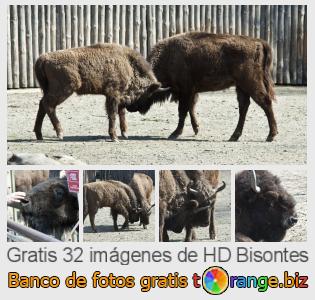Banco de imagen tOrange ofrece fotos gratis de la sección:  bisontes