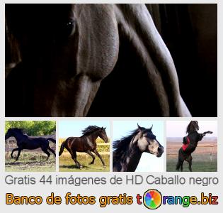 Banco de imagen tOrange ofrece fotos gratis de la sección:  caballo-negro