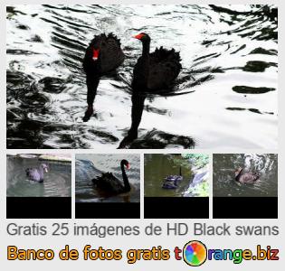 Banco de imagen tOrange ofrece fotos gratis de la sección:  cisnes-negros
