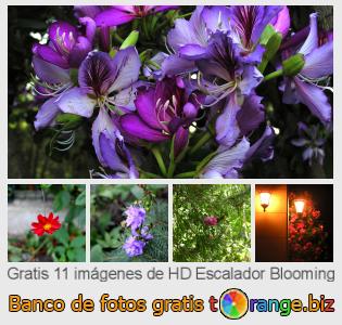 Banco de imagen tOrange ofrece fotos gratis de la sección:  escalador-blooming