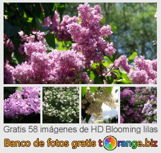 Banco de imagen tOrange ofrece fotos gratis de la sección:  blooming-lilas