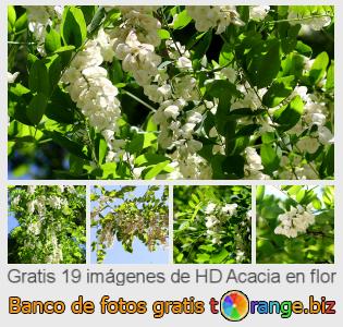 Banco de imagen tOrange ofrece fotos gratis de la sección:  acacia-en-flor