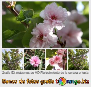 Banco de imagen tOrange ofrece fotos gratis de la sección:  florecimiento-de-la-cereza-oriental