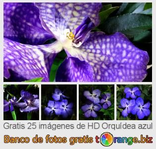 Banco de imagen tOrange ofrece fotos gratis de la sección:  orquídea-azul