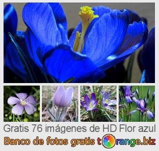 Banco de imagen tOrange ofrece fotos gratis de la sección:  flor-azul