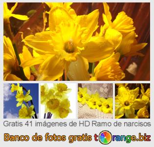 Banco de imagen tOrange ofrece fotos gratis de la sección:  ramo-de-narcisos