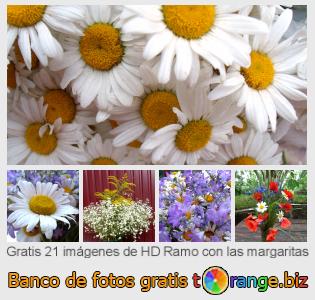 Banco de imagen tOrange ofrece fotos gratis de la sección:  ramo-con-las-margaritas