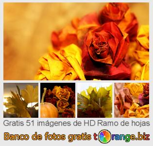 Banco de imagen tOrange ofrece fotos gratis de la sección:  ramo-de-hojas